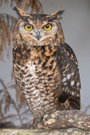 Eagle_Owl_face