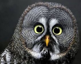 Owl_Eyes