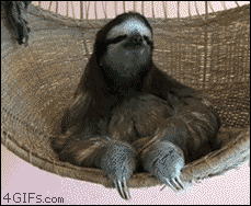 Image result for sloth gif